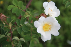 Rosa marschalliana