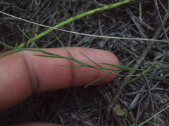 Nierembergia rigida