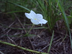 Nierembergia rigida
