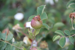 Rosa marschalliana