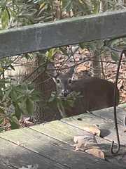 Odocoileus virginianus