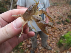 Cambarus latimanus