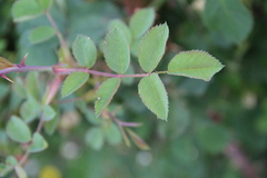 Rosa marschalliana