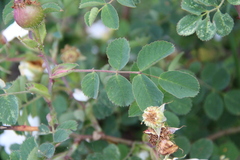 Rosa marschalliana