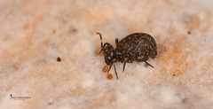 Ptenothrix italica