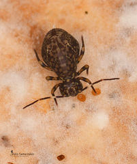 Ptenothrix italica