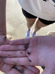 Hemigrapsus sanguineus