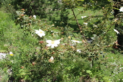 Rosa marschalliana