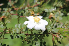 Rosa marschalliana
