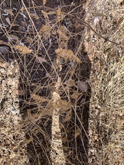 Tetramerium nervosum