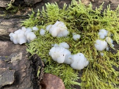 Exidia thuretiana