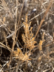 Tetramerium nervosum