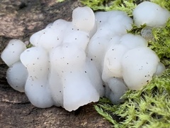 Exidia thuretiana