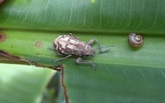 Parapantomorus fluctuosus