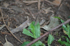 Cissia phronius