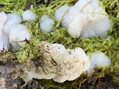 Exidia thuretiana