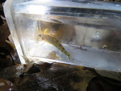 Etheostoma stigmaeum