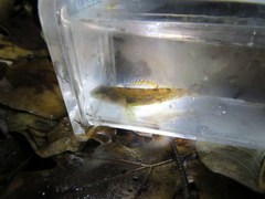 Etheostoma stigmaeum