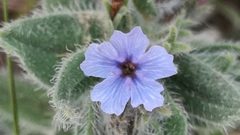 Alkanna strigosa