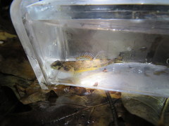 Etheostoma stigmaeum