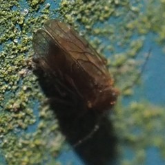 Ectopsocopsis cryptomeriae