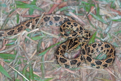 Boiga multomaculata