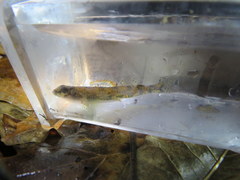 Etheostoma stigmaeum