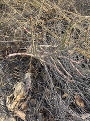 Cylindropuntieae