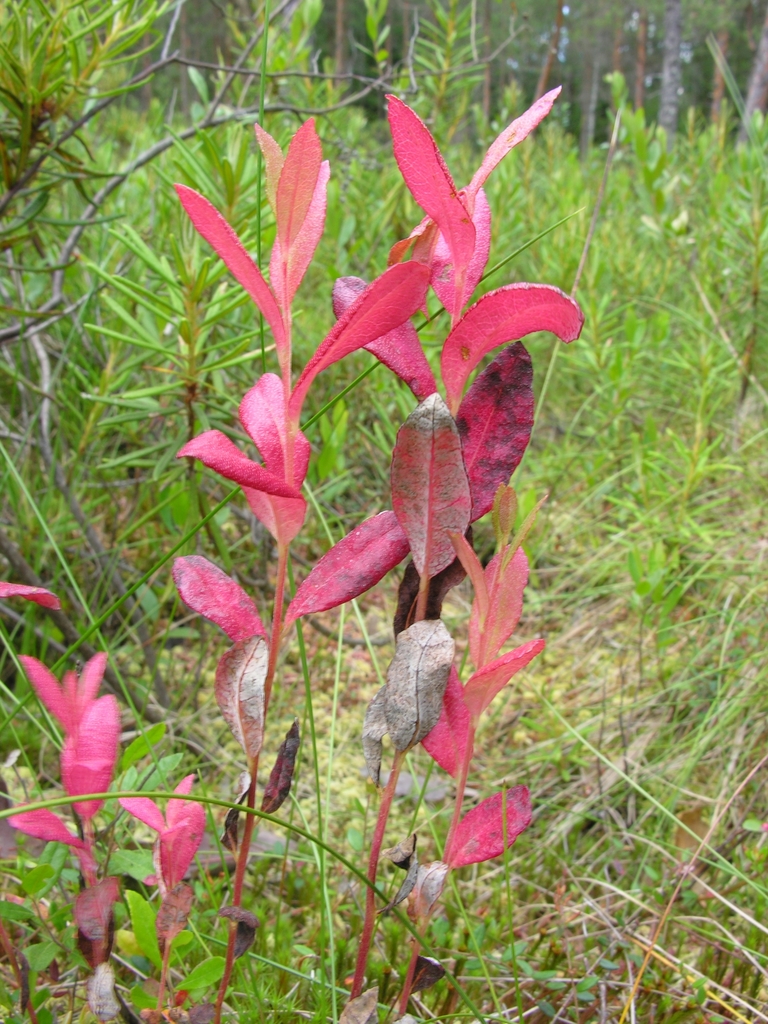 Exobasidium savilei
