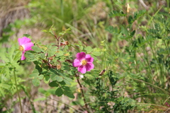 Rosa oxyodon