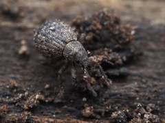 Myosides seriehispidus