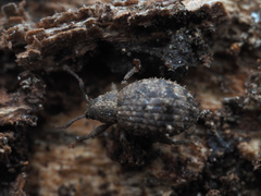 Myosides seriehispidus