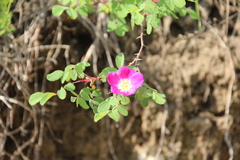 Rosa oxyodon