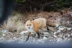 Vulpes vulpes deletrix