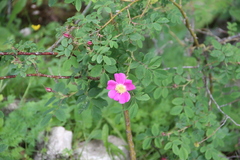 Rosa oxyodon