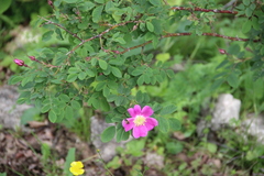 Rosa oxyodon