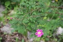 Rosa oxyodon