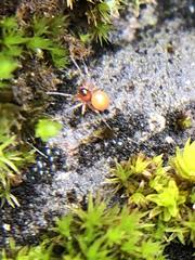 Thymoites unimaculatus