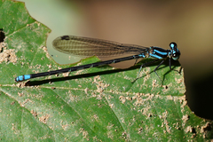 Argia frequentula