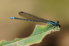Argia frequentula