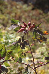 Rosa oxyodon