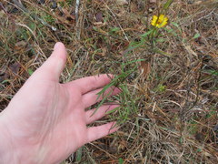 Coreopsis grandiflora inclinata