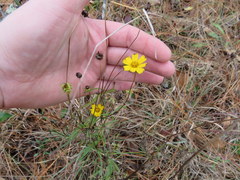 Coreopsis grandiflora inclinata