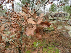 Quercus boyntonii