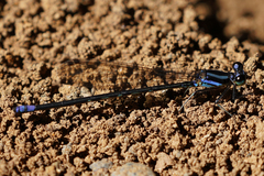 Argia frequentula