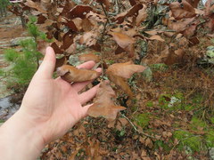 Quercus boyntonii