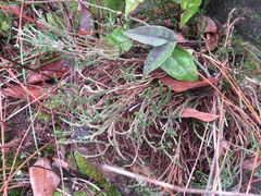 Selaginella corallina