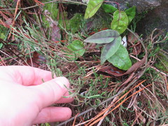 Selaginella corallina
