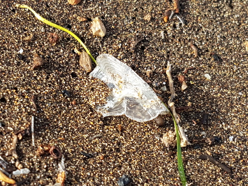 photo of By-the-wind Sailor (Velella velella)