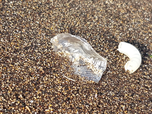 photo of By-the-wind Sailor (Velella velella)